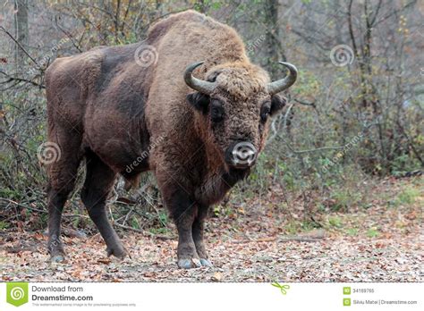 O xénero comprende seis especies, das que só dúas sobreviven actualmente, o bisonte americano (bison bison) e o bisonte europeo (bison bonasus). Bisonte Europeo Maschio, Nella Foresta Di Autunno ...