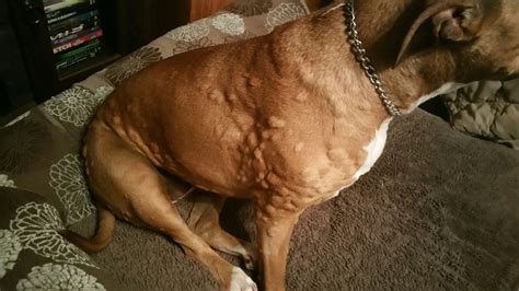 Dog Allergies The Bumpy Truth Play Hard Bark Often