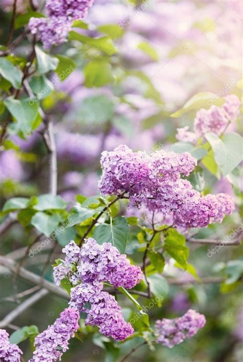 Blooming Pink Violet Lilac Bush Spring Time Sunlight Blossoming Purple