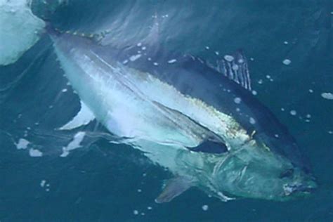 Bluefin Tuna General Category Quota Transfers And Fishery Closure