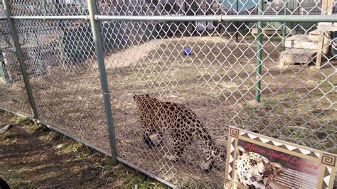 Cedar Cove Big Cat Sanctuary Youtube