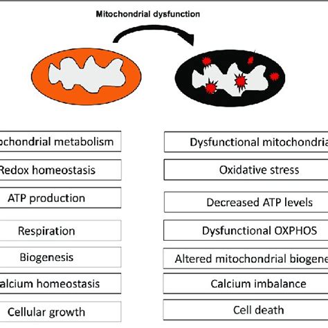 Mitochondria In Skin Aging A Skin Aging Categories Intrinsic