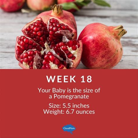 18 Weeks Pregnant Cloudmom
