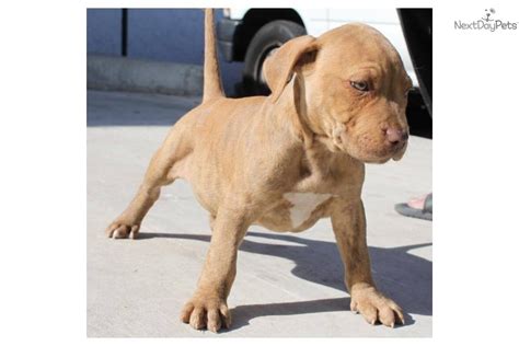 Even, this dog is more attractive as a human animal companion. Red Nose Pitbull Pups Brindle For Sale In American | Dog ...