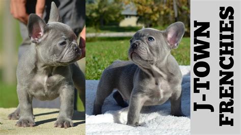 It is important that our customers know that there is a lot of color diversity in the english and french bulldogs market, regular prices are between $2,500 to $20,000 but this list is only based on. LILAC FRENCH BULLDOG MALE TRIPLE CARRIER - YouTube