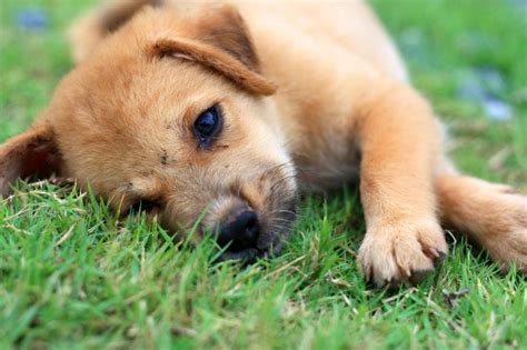 Puppy Dog Cute Free Image Download