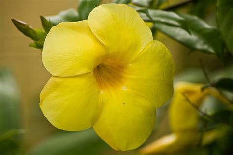 Gambar Tumbuhan Flora Pelbagai Bunga Archive Forum ...