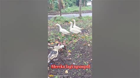 Bebek Manila Sama Bebek Angsa Lagi Ngumpul Bareng Youtube