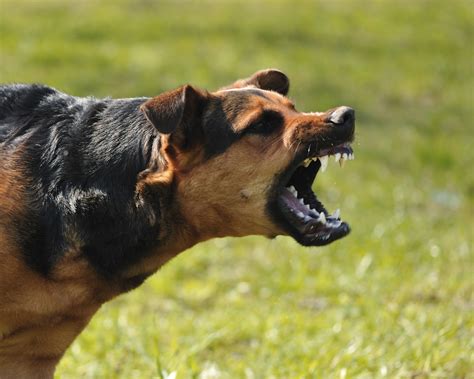 Tips For Dealing With An Aggressive Dog On The Run Canadian Running