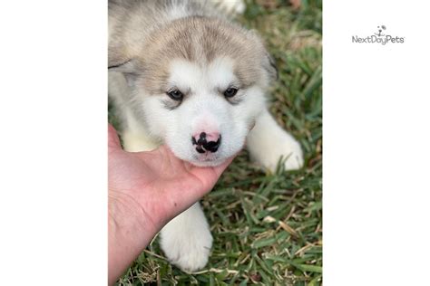 Juno Alaskan Malamute Puppy For Sale Near Houston Texas 108b6d06a1
