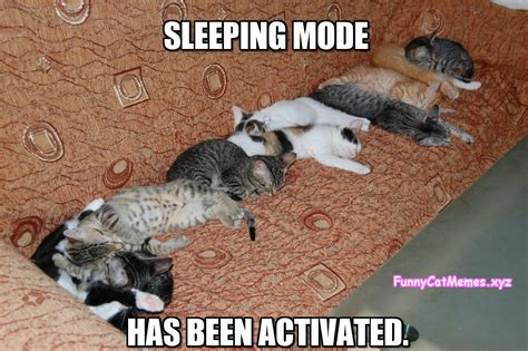 Sleeping Mode Has Been Activated Funny Cat Meme
