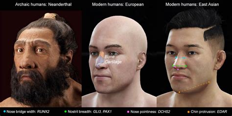 Nose shapes vary widely by ethnicity and geographical background. Four Nose-Shaping Genes Identified | Genetics | Sci-News.com