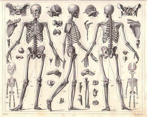 Human Anatomy Full Body Skeleton In India For Sale Human