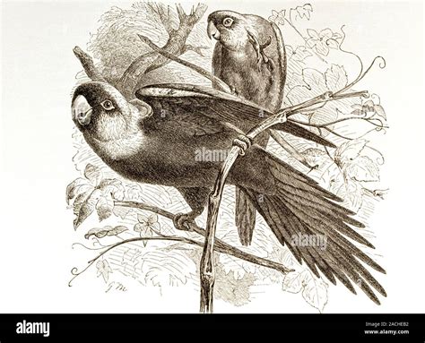 Carolina Parakeets Conuropsis Carolinensis Artwork Before It Became Extinct In This Was