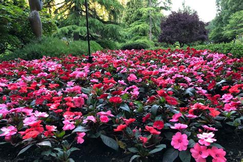 Types Of Impatiens And Where To Plant Them For Best Results