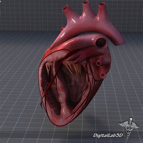 Human Heart Anatomy 1 3d Model Max Obj 3ds Fbx C4d Lwo Lw Lws