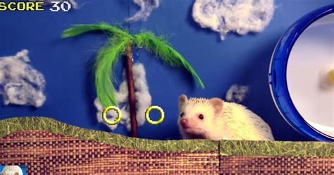 Sonic The Hedgehog In Real Life Is Much Cuter Huffpost Uk Comedy