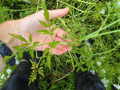 New Invasive Plant Found In Berks County Pennsylvania Landscape