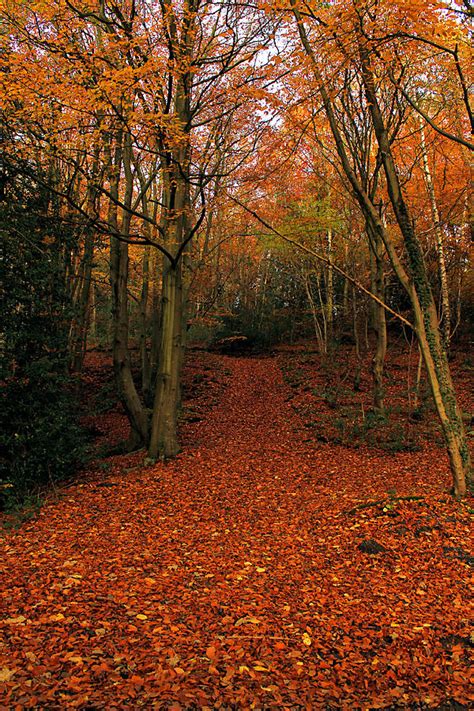 Autumn Pathway Photograph By Sarah Broadmeadow Thomas Fine Art America