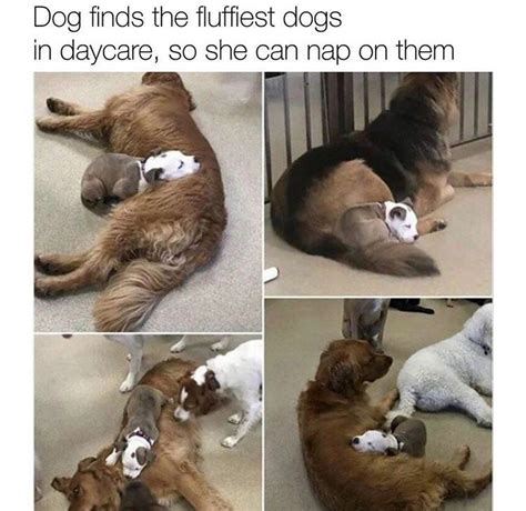 Wholesome Animal Memes To Start The Week Off Right In 2020 Funny