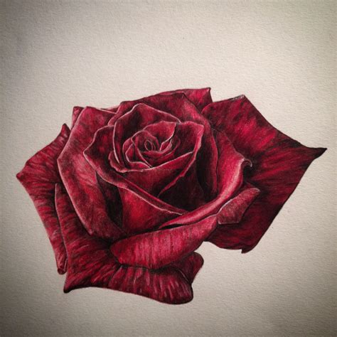 Realistic Rose Drawing Done In Colouring Pencil Realistic Rose Drawing Rose Drawing Pencil
