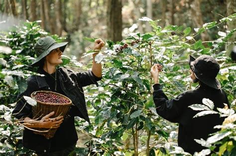 El Futuro Del Café Dependerá De Las Nuevas Generaciones Agricultura De Las Americas