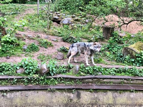 The Wolf Stands in the Enclosure of a Zoo Stock Photo - Image of