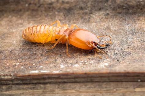 What Do Drywood Termites Look Like Drywood Termite Identification