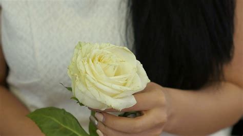 Female Hands Touching White Rose Stock Video Footage 0020 Sbv
