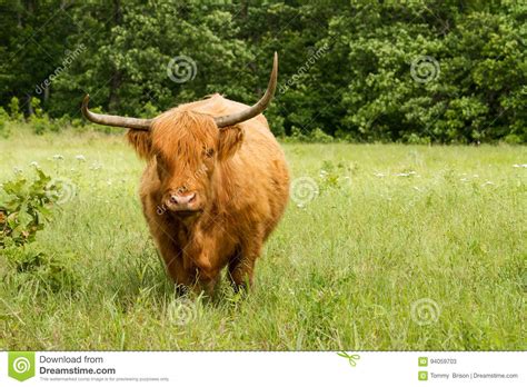 Standing Scottish Highland Cow Stock Image Image Of Farming Mammal