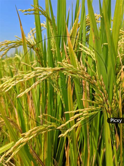 Image Of Rice Field Closeup Of Yellow Paddy Rice Field With Green Leaf