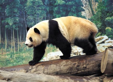 ImÁgenes Y Fotos De Animales Oso Panda