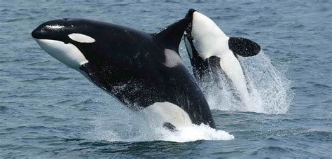 Return Of The Orcas Southern Resident Pod Spotted In San Juan For