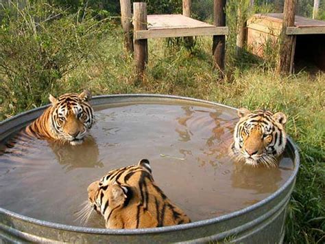See more ideas about donkey, donkey donkey, cute donkey. Three Tigers in a Bathtub - Picture | eBaum's World