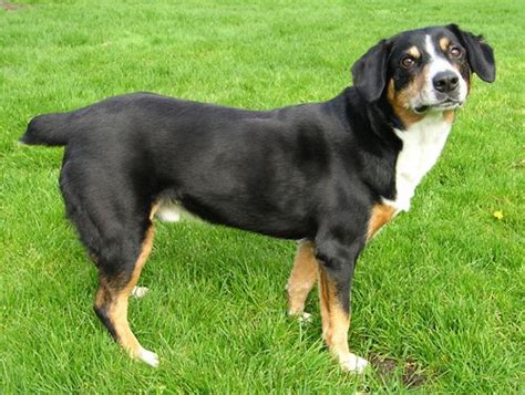 Entlebucher Mountain Dog Dog Breed History And Some Interesting Facts