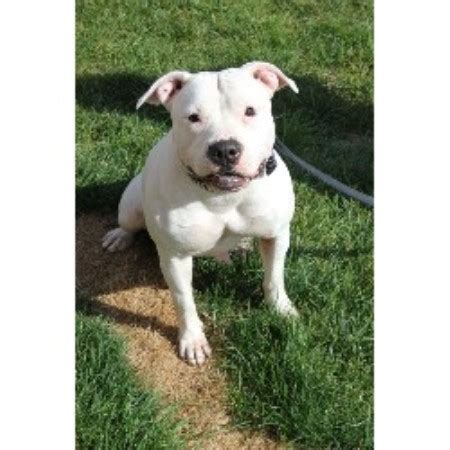 American bulldog standards describe two types of american bulldogs and these types are note: North South American Bulldogs, American Bulldog Breeder in ...
