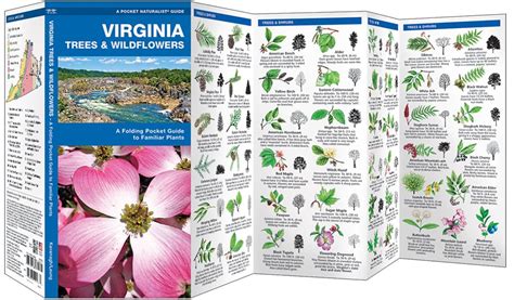 Virginia Trees And Wildflowers Pocket Naturalist Guide