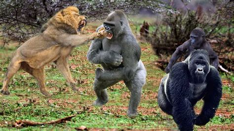 Maybe you would like to learn more about one of these? King Lions attack Gorillas, Herd Gorilla panic carry Baby ...