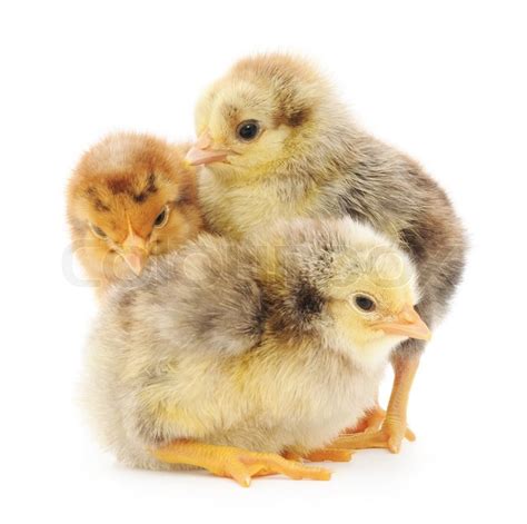 Three Chicks Isolated On A White Stock Image Colourbox