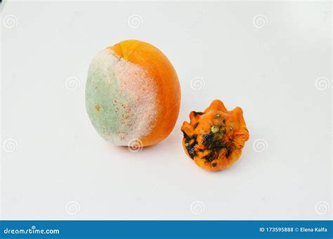 Rotten Orangesmold Orange Isolated On White Background In A Studio