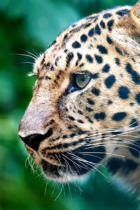 Amur Leopard Panthera Pardus Orientalis Stock Photo Image Of