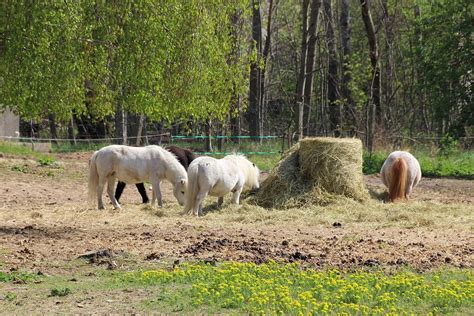 Ponies Small Horse Pasture Free Photo On Pixabay