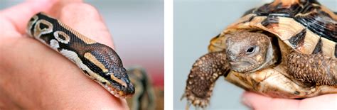Exotic vets' websites often have information, but lennox also recommends the dummies series of guides to exotic pets, which have been thoroughly vetted by veterinarian specialists. Exotic pet consultations | Moreton Hall Veterinary Centre ...