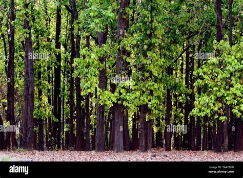 Dens Forest Of Sal Trees Shorea Robusta In Kanha National Park India