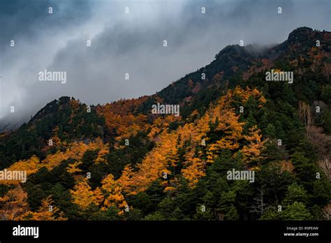Autumn Forest In Kamikochi Japanese Alps Stock Photo Alamy