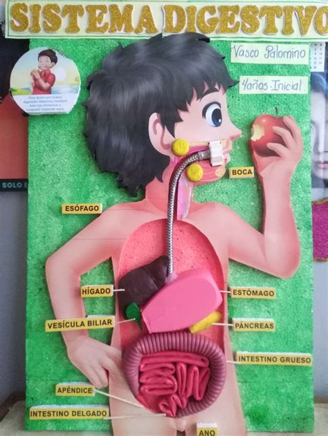 An Image Of A Diagram Of The Human Body With Labels On It S Torso