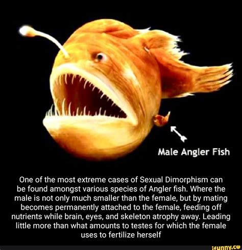 Male Angler Fish One Of The Most Extreme Cases Of Sexual Dimorphism Can