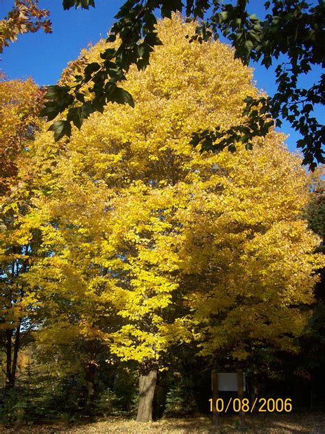 Yellow Maple Tree Beautiful Landscapes Natural Landmarks Landscape