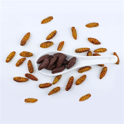 Chocolate Covered Silkworm Pupae Delicious Sweet Insects