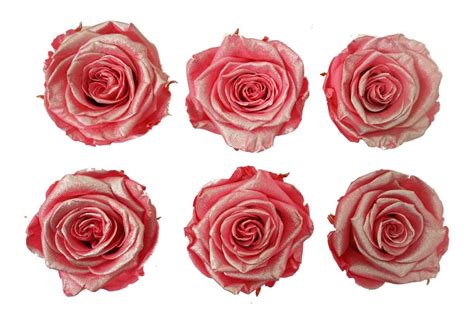 Medium Pink Metallic Preserved Rose Box Of 6 Preserved Rose Heads